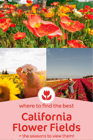Branches of apple, cherry, dogwood, forsythia, orange, and quince blossoms. 17 Best Flower Fields In California Best Seasons To View Them