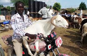 In commemoration of this intervention, animals are sacrificed ri. L Afrique Connait Deux Dates De L Aid El Kebir