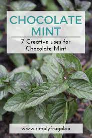 7 Creative Uses For Chocolate Mint Chocolate Mint Plant Mint Plants Mint Plant Uses