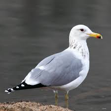 Black Bird With Red Spots On Neck The Ringed Bill Gull Sports A Solid Black Ring Around Its Bill But Most Other Gull Species Have Red Or Black Spots On The Lower Front State Birds Species Gull