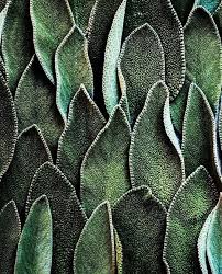 Behold Sage Layers Of This Gorgeous Leaf Are Hand Blended Into A Melange Of Aromatic Herbs Giving Ciel Green Aesthetic Patterns In Nature Texture Inspiration