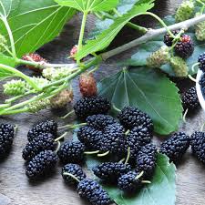 On the other hand, blackberries have a sweet, juicy taste which is similar to raspberries. The Sweeter The Juice An Entirely Ripened Mulberry Is The Flavour Of Self Control Australian Food And Drink The Guardian