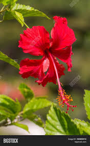 The following other wikis use this file: Red Hibiscus Flower Image Photo Free Trial Bigstock