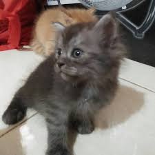 Kucing anggora tergolong sebagai kucing yang populer di indonesia. Anak Kucing Anggora Mix Persian Harga Pas Shopee Indonesia