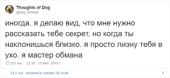 vy kogda nibud zadumyvalis chto v golove v u vashej sobaki kakie mysli i emocii chto ona dumaet kogda vilyaet hvostom i smotrit vam v gla sobaki mysli smeshno