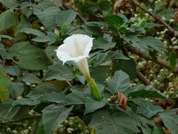 Image result for Datura inoxia