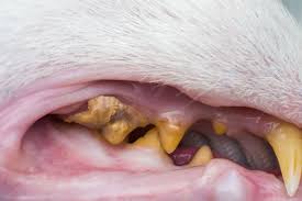 This then causes the wound to potentially close up around the bacteria the list above outlines the symptoms of an infected bite. 8 Faqs About Dental Disease In Cats Feline Periodontal Disease Medicanimal Com