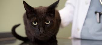 Lately she decided to push the envelope, now. A Vet S Pet Peeve Cat Vomiting Isn T Normal Litter Robot Blog