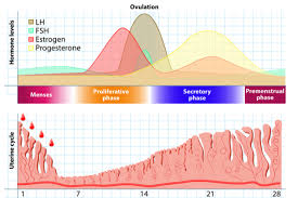 Luteal Phase Defect Natural Fertility Clinic