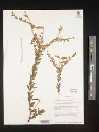 Image result for Crotalaria pallidicaulis