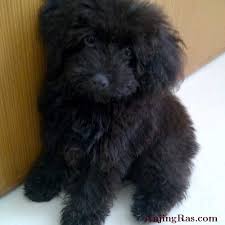 Alibaba.com offers a wide variety of mini pocket laptops sold by certified suppliers, manufacturers and wholesalers. Jual Anjing Toy Poodle Betina Dan Jantan Warna Hitam Dan Jual Anjing Pintar Jenis Toy Poodle Anjing Poodle Rumahpoodle Rumahpoodle Animal Lover Pets Animals