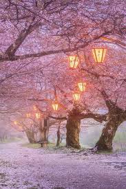 Today's designer wallpaper options comprise such a great variety of materials, textures, motifs—a Japan Sakura Blossom Lanterns Spring 640x960 Iphone 4 4s Wallpaper Background Picture Image