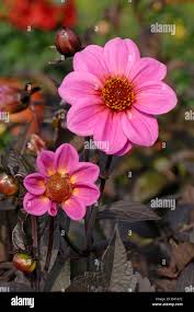 Image result for Dahlia sp. (cultivar)