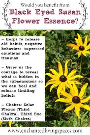 Black Eyed Susan Flower Essence Allows Us To Release Our Old Habits Negative Behaviors Suppressed Flower Essences Black Eyed Susan Black Eyed Susan Flower