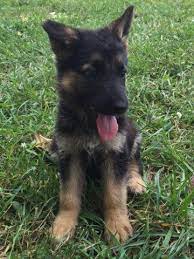 Maybe you would like to learn more about one of these? German Shepherd Pups 10 Weeks Howell For Sale In Howell Michigan Classified Americanlisted Com