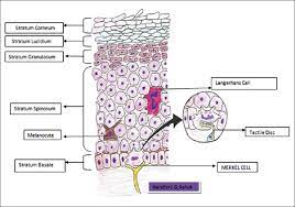 They are abundant in highly sensitive skin like that of the fingertips in humans, and make synaptic contacts with somatosensory afferent nerve fibers. Merkel Cells A Review On Role Of Merkel Cells In Histology And Disease Ashok Ng Ramasubramanian A Int J Orofac Res
