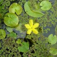 Plants And Animals In Wetlands Nsw Environment Energy And Science