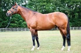 SIR PERCY | Pedigree | Thoroughbred Stallion Guide