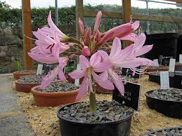 Image result for Brunsvigia