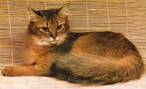 Bildergebnis für braune katze