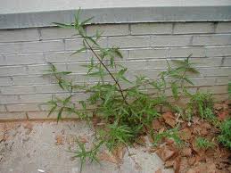 Image result for Ethulia rhizomata