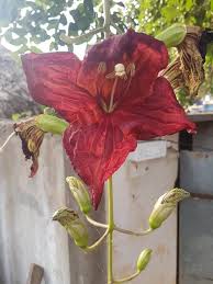 Image result for Kigelia