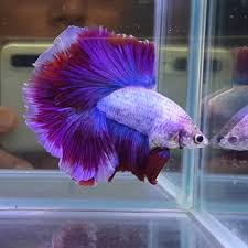 Knowing All Types Of Betta Fish By Tail Pattern And Color With Photo And Description Betta Fish Types Betta Betta Fish
