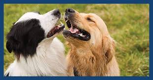 It's also free to list your available puppies and litters on our site. Border Collie Golden Retriever Mix Meet The Gollie