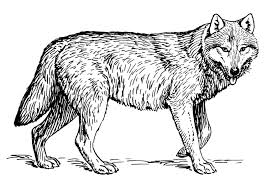 Klicke hier um dein gratis ausmalbild wolf auszudrucken Malvorlage Wolf Kostenlose Ausmalbilder Zum Ausdrucken Bild 22786