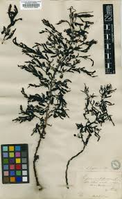 Image result for Tristicha