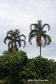 Image result for Pteronia acuminata