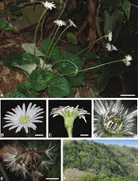 Image result for Gerbera piloselloides