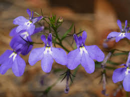 Image result for Lobelia erinus