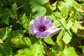 Image result for Ipomoea mauritiana