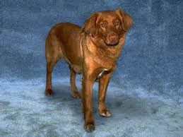 The toller came to be the dog we know today sometime during the latter half of the 19th century. Nova Scotia Duck Tolling Dog Dog Breeds Dog Com
