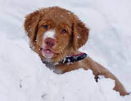Via The Daily Puppy Puppy Breed Nova Scotia Duck Tolling Retriever Scotie Lives In Pol Nova Scotia Duck Tolling Retriever Nova Scotia Duck Tolling Retriever