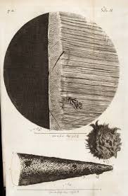 Hooke Robert 1635 1703 Micrographia Or Some Physiological Descriptions Of Minute Bodies Made By Magnify Early Science Scientific Illustration Robert Hooke