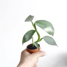 Philodendron Hastatum Silver Sword Plants Cactus Plants Mini Plants