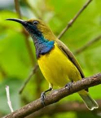 Ciri lain dari burung ciblek adalah paruh burung ciblek berbentuk panjang dan runcing. Burung Pemakan Madu Nektar Jenis Dan Macamnya Saka Doci