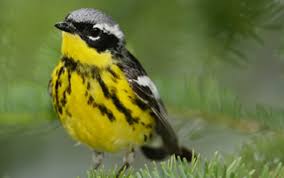 Bird That Sounds Like A Slide Whistle At Night Nature S Serenade Identifying Northeastern Woodland Bird Songs Appalachian Mountain Club