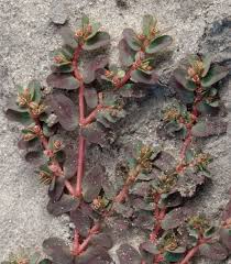 Image result for Euphorbia inaequilatera