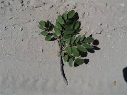 Image result for Dialium englerianum