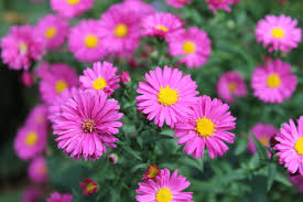 No z plants at this time. Glattblatt Aster Crimson Brocade Beste Sorten Stauden Wissen