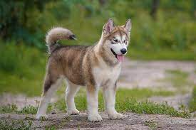 The alaskan malamute is built for strength and endurance. White Malamute Puppy For Sale Online