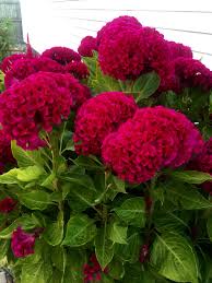 Cockscomb Flowers Brain Celosia They Turned Out Beautifully For My First Time Planting These Appx 24 36 Beautiful Flowers Flower Landscape Hydrangea Garden