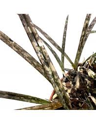 Image result for Oeceoclades decaryana