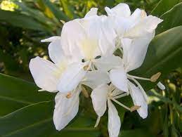 3 White Butterfly Ginger Very Fragrant Hedychium Live Plant Etsy Fragrant Flowers Ginger Plant Live Plants