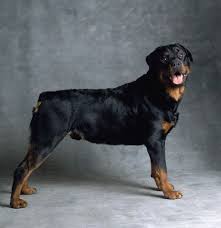 Rottweiler Ozellikleri Ve Rottweiler Bakimi Kopekegitimmerkezi Gen Tr