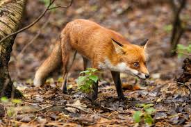 The future of downtown salt lake city. Fox Naturescot