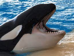 Orcas are also adaptable to a variety of water temperatures. Loro Parque Thinks Foraging Not A Big Deal For Orcas Dolphin Project